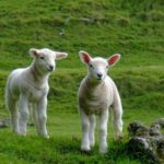 New-Zealand-lambs-sheep-farming